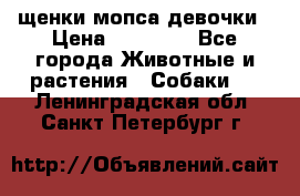 щенки мопса девочки › Цена ­ 25 000 - Все города Животные и растения » Собаки   . Ленинградская обл.,Санкт-Петербург г.